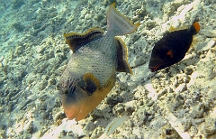 IMG_0193rc_Maldives_Madoogali_Baliste geant ou ponctue-Pseudobalistes flavimarginatus